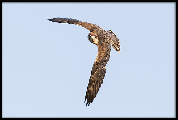 Lanner Falcon