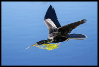 Anhinga with nesting material