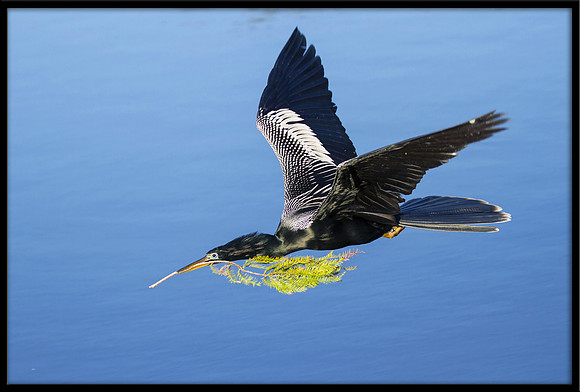 Anhinga with nesting material