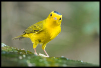 Wilson's Warbler