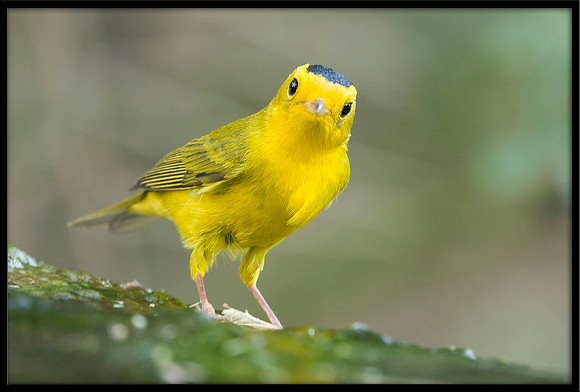 Wilson's Warbler