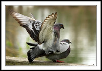 Pigeons Mating