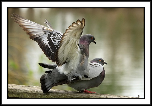 Pigeons Mating