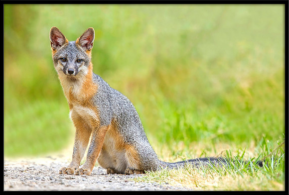 Grey Fox