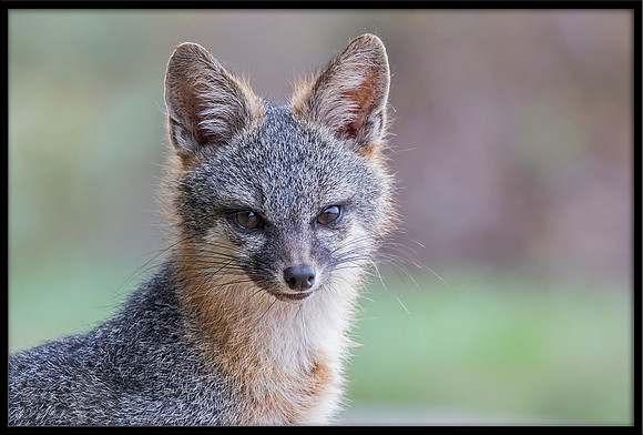 Grey Fox