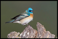 Lazuli Bunting