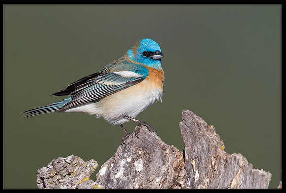Lazuli Bunting