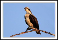 Osprey