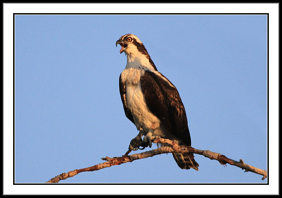Osprey