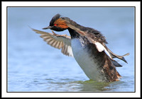 Eared Grebe