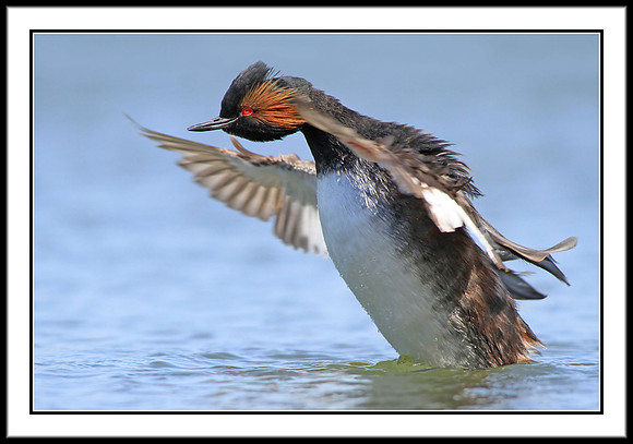 Eared Grebe