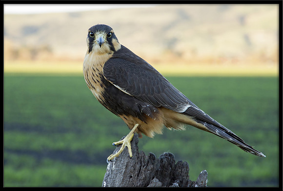 Aplomado Falcon