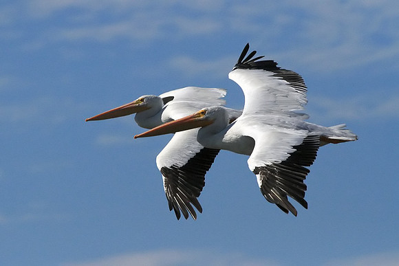 Pelican duo