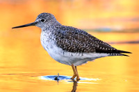 Yellowlegs