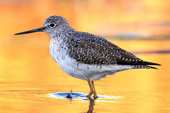 Yellowlegs
