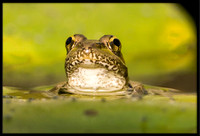 Rio Grande Leopard Frog