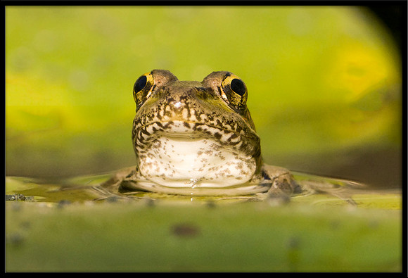 Rio Grande Leopard Frog