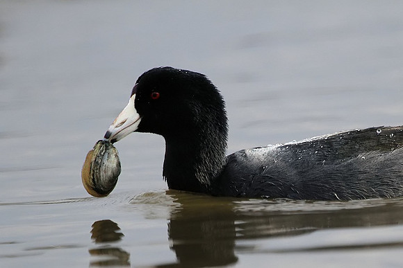 Coot with clam