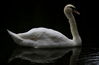 Mute Swan