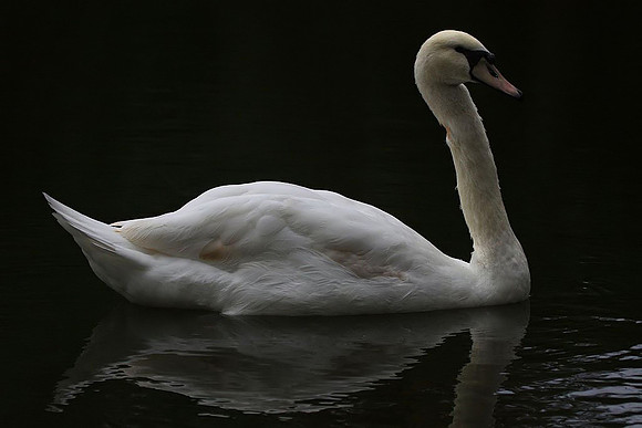 Mute Swan
