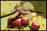 Cactus Wren