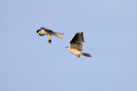 White-tailed Kites - food exchange (2 of 6)