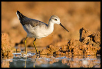 Wilson's Phalarope