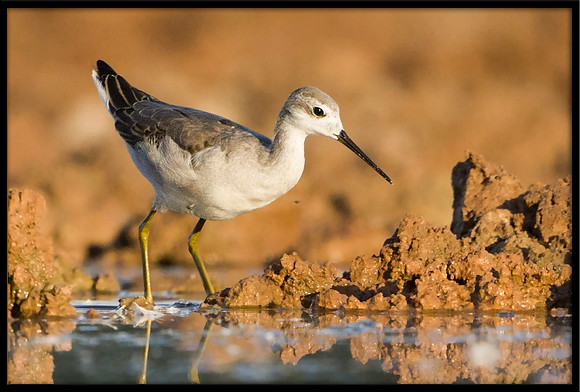Wilson's Phalarope