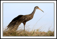 Limpkin