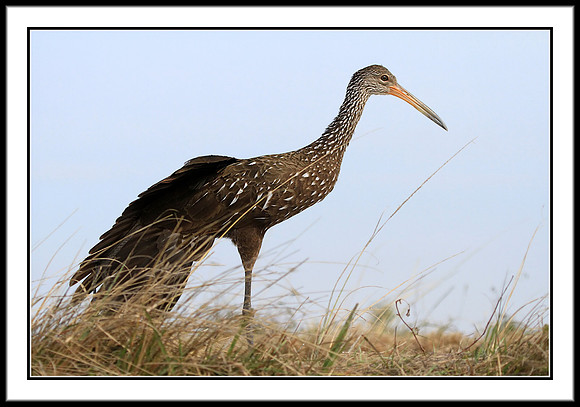 Limpkin