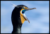 Double-crested Cormorant