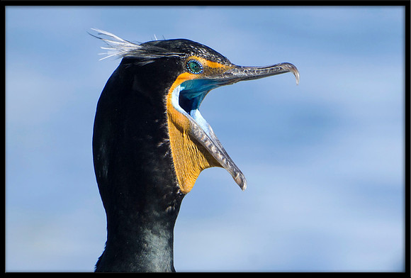 Double-crested Cormorant