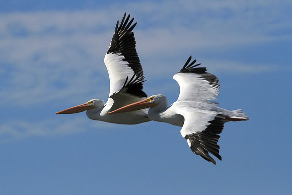 Pelican duo