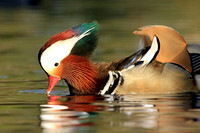 Mandarin Duck