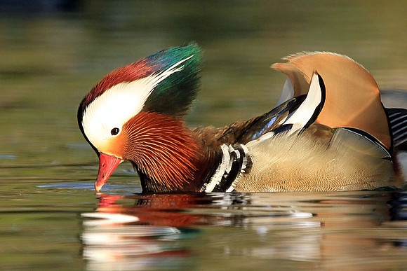 Mandarin Duck