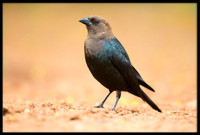 Brown-headed Cowbird