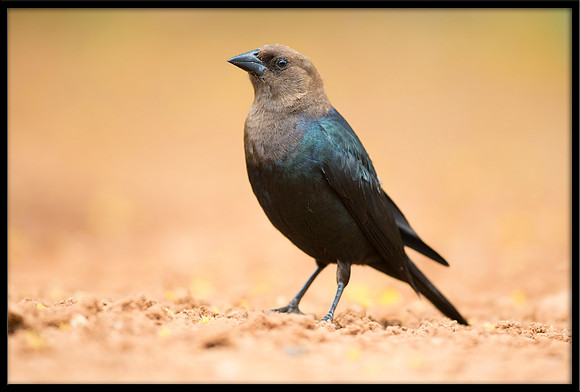 Brown-headed Cowbird