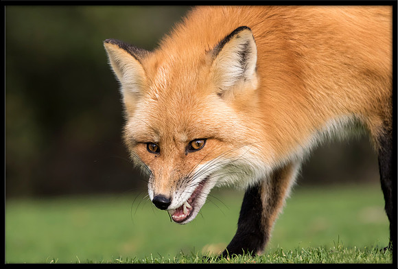 Red Foxes