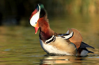 Mandarin Duck