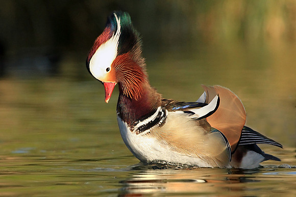 Mandarin Duck