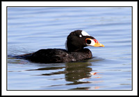 Surf Scoter