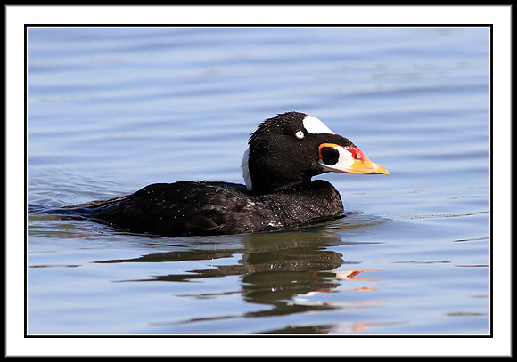 Surf Scoter
