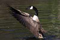 Canada Goose