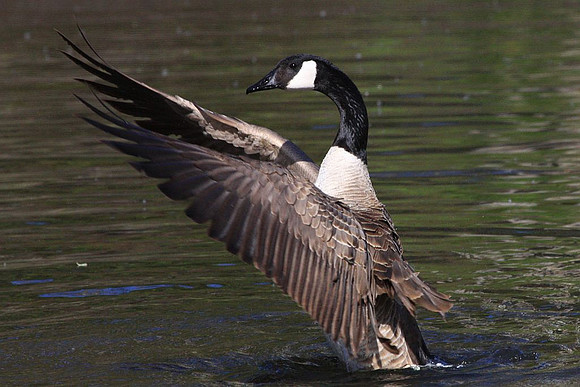 Canada Goose