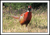 Ring-necked Pheasant