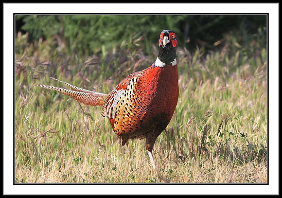 Ring-necked Pheasant