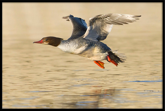 Common Merganser
