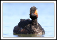 Eared Grebe