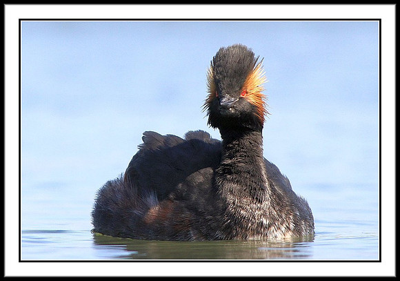 Eared Grebe