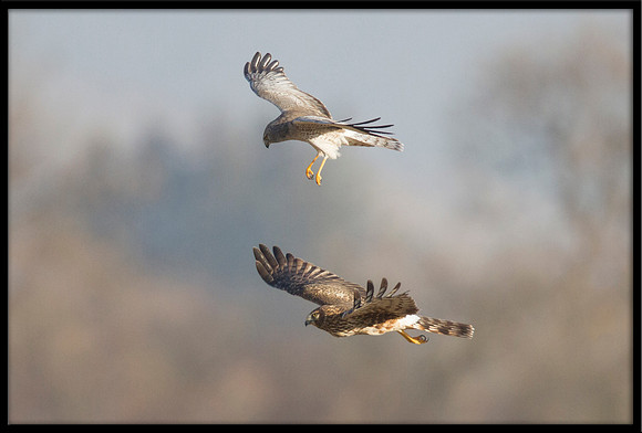 Northern Harrier couple